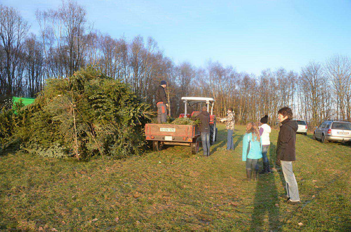 Weihnachtsbaumaktion
